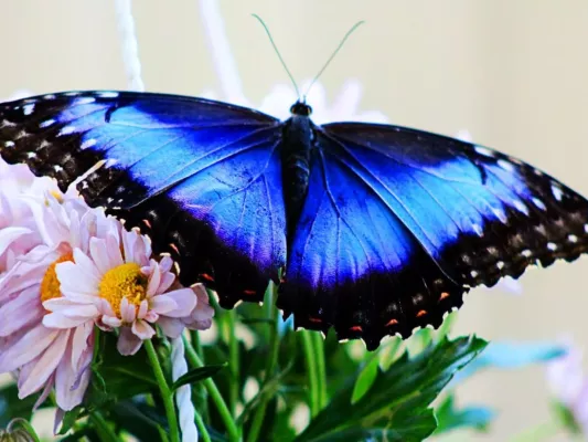 Dubai Butterfly Garden - bilet wstępu do ogrodu motyli