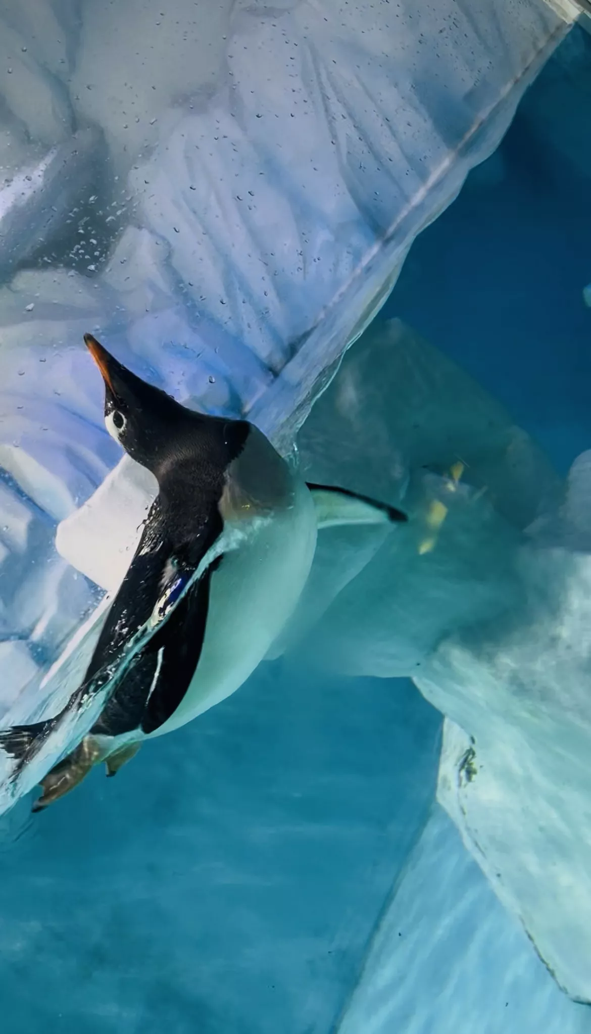 Dubai Aquarium and Underwater Zoo