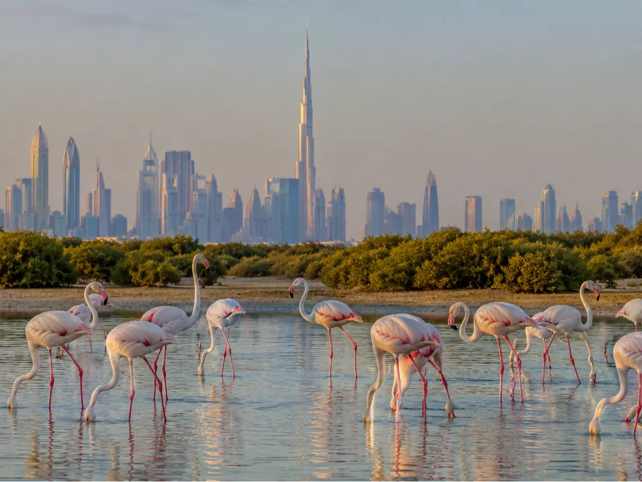 Flamingi w Dubaju - gdzie je zobaczyć? Ras Al Khor, Al Qudra i różowy sekret pustyni