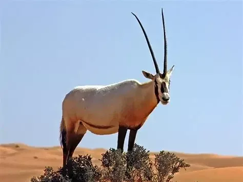 Niezwykłe zwierzęta Zjednoczonych Emiratów Arabskich: Oryksy, Saluki, Konie Arabskie i Wielbłądy