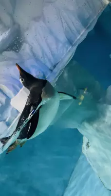 Dubai Aquarium and Underwater Zoo