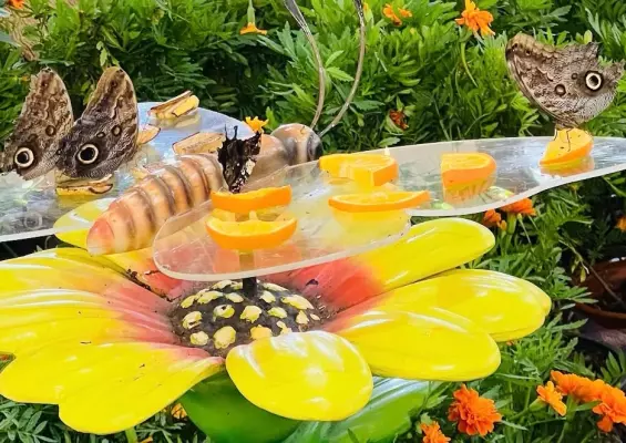 Dubai Butterfly Garden