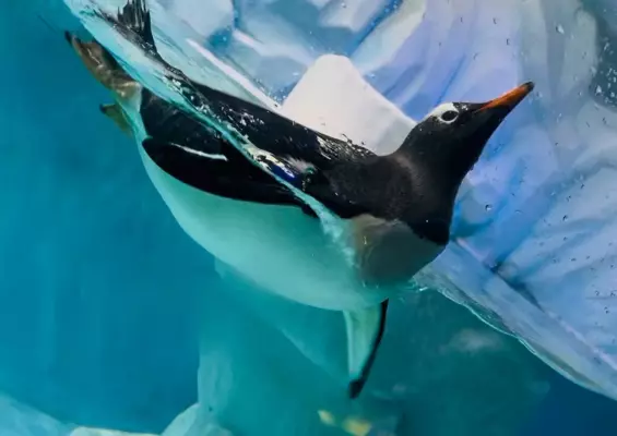 Dubai Aquarium and Underwater Zoo