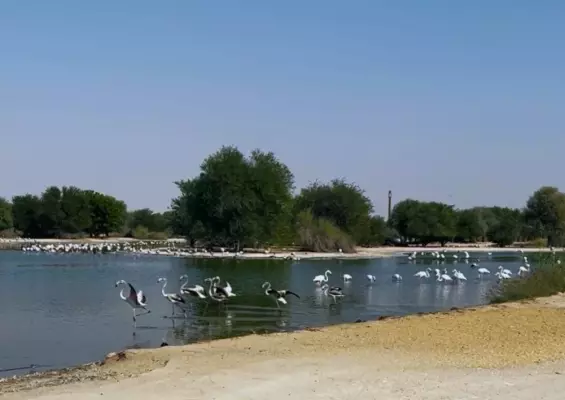 Al Qudra Lakes