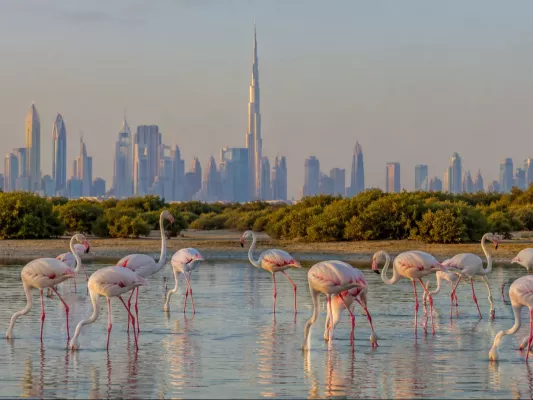Flamingi w Dubaju - gdzie je zobaczyć? Ras Al Khor, Al Qudra i różowy sekret pustyni