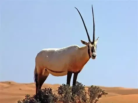 Niezwykłe zwierzęta Zjednoczonych Emiratów Arabskich: Oryksy, Saluki, Konie Arabskie i Wielbłądy