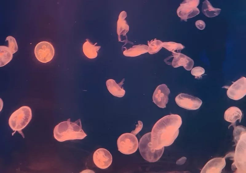 Dubai Aquarium and Underwater Zoo