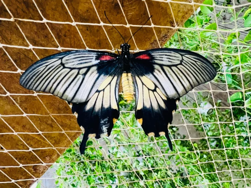 Dubai Butterfly Garden