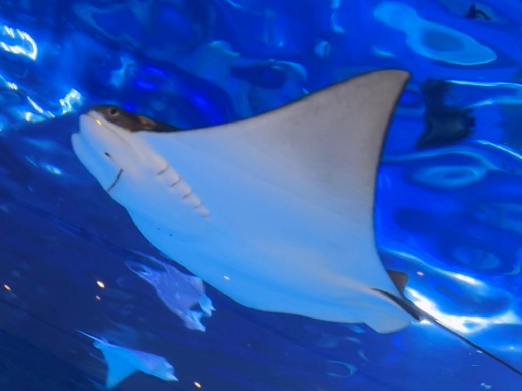 Dubai Aquarium