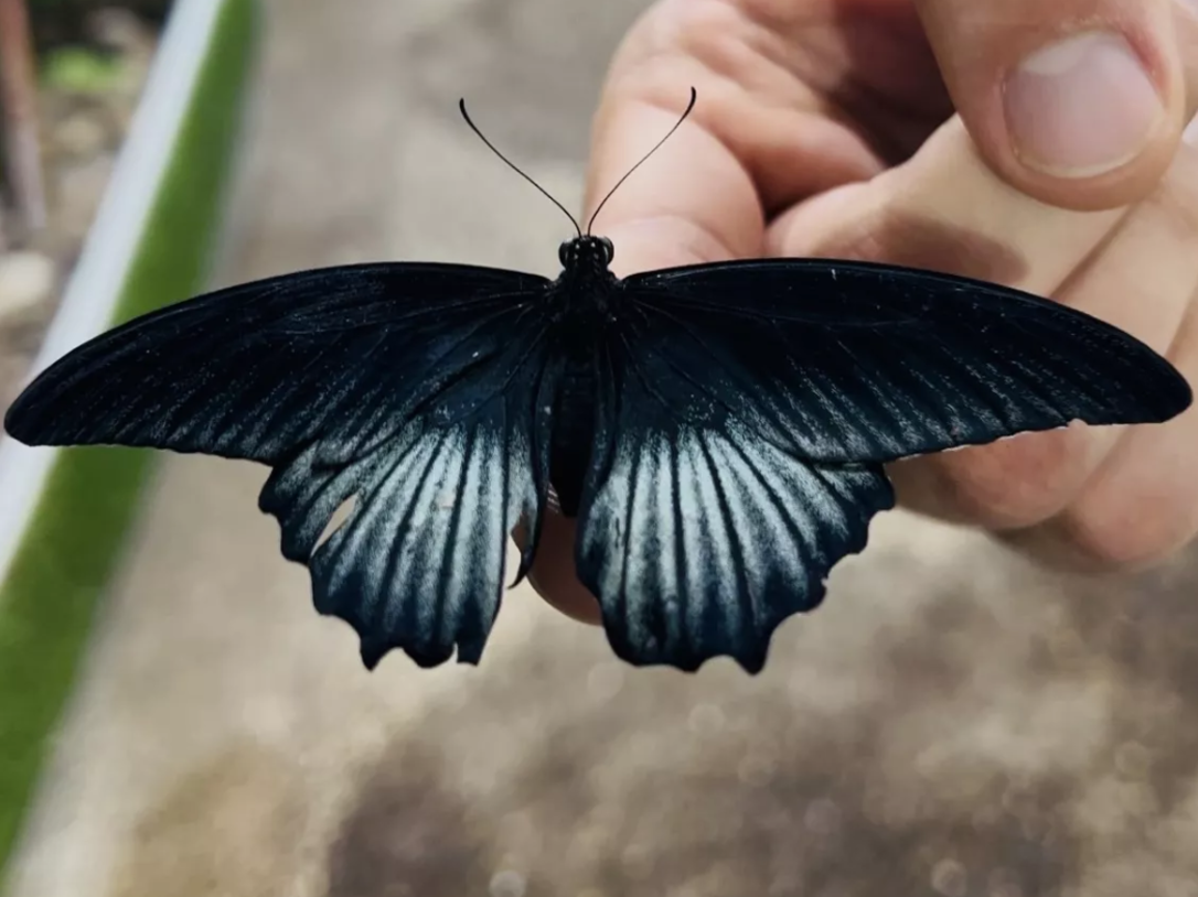 Dubai Butterfly Garden
