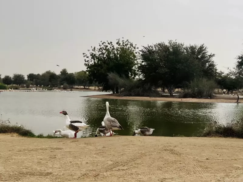 Al Qudra Lakes
