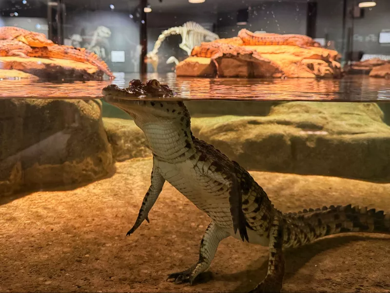 Crocodile Park